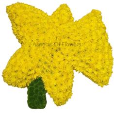 Daffodil